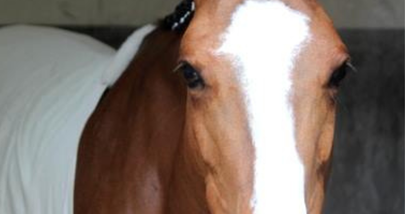 Le bien-être des chevaux dans le sport équestre de haut niveau : Est-il possible de concilier le bien-être du cheval tout en atteignant des performances de haut niveau ?